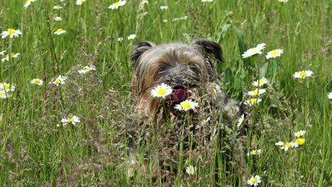 old muzzle yorkish terrier with his tongue hanging out sits in a field with daisies on a hot summer day