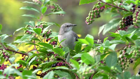 A-northern-gray-mockingbird-eating-berries-in-a-berry-bush