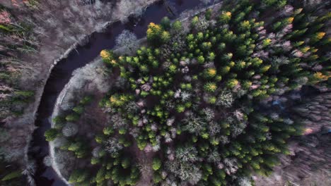 Beautiful-forest-with-tall-green-conifers-and-bare-trees-where-a-winding-reflecting-river-flows-calmly-through-in-the-untouched-nature-of-Lithuania-lit-by-a-setting-sun