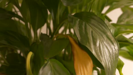 Time-lapse-of-watered-leaves-rising