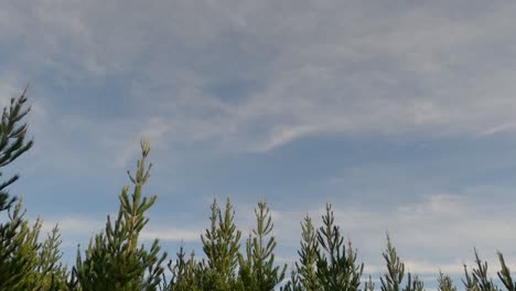 off-road cycling beside small pine tree forest in late afternoon beneath wavy cirrus clouds - west melton forest, new zealand