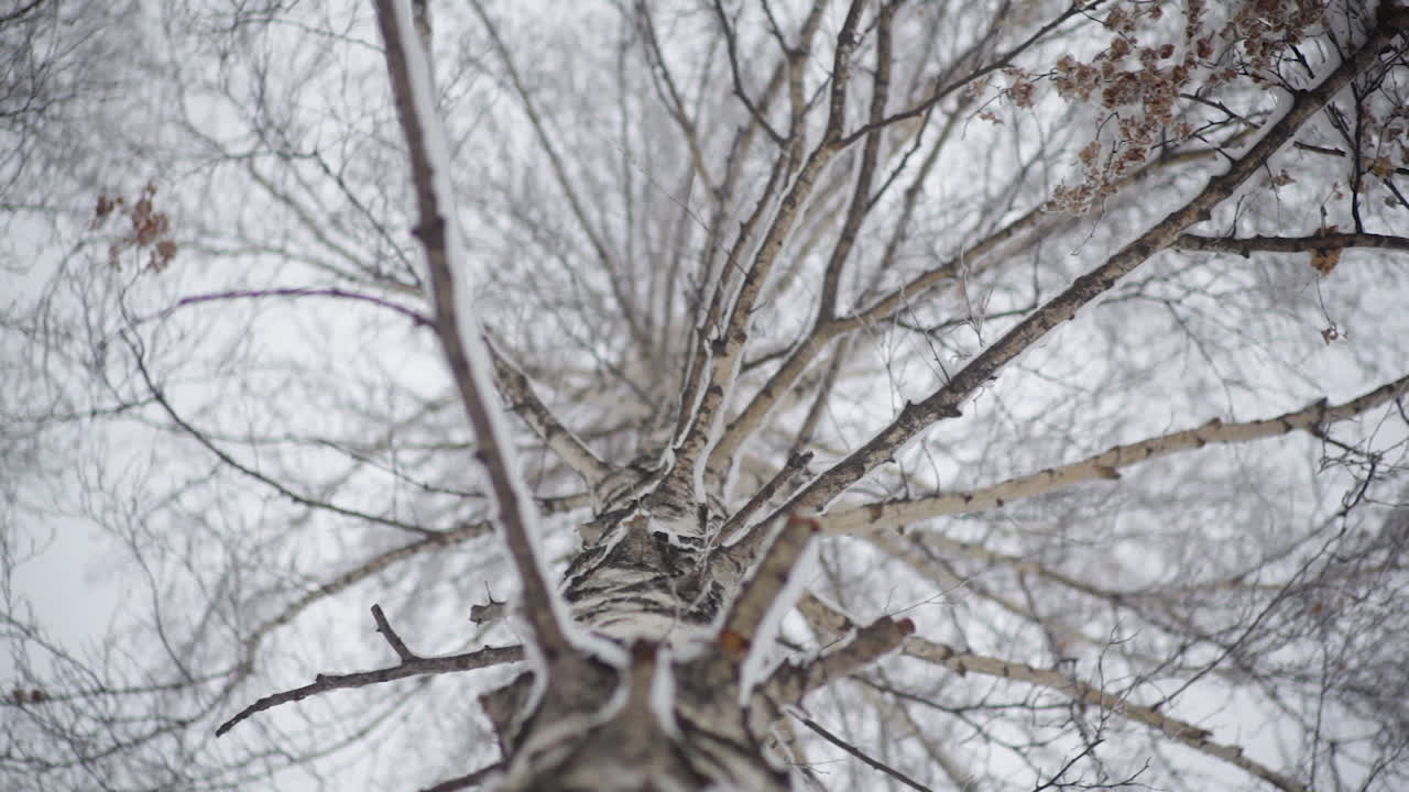 Beech tree in the snow, Kazakhstan