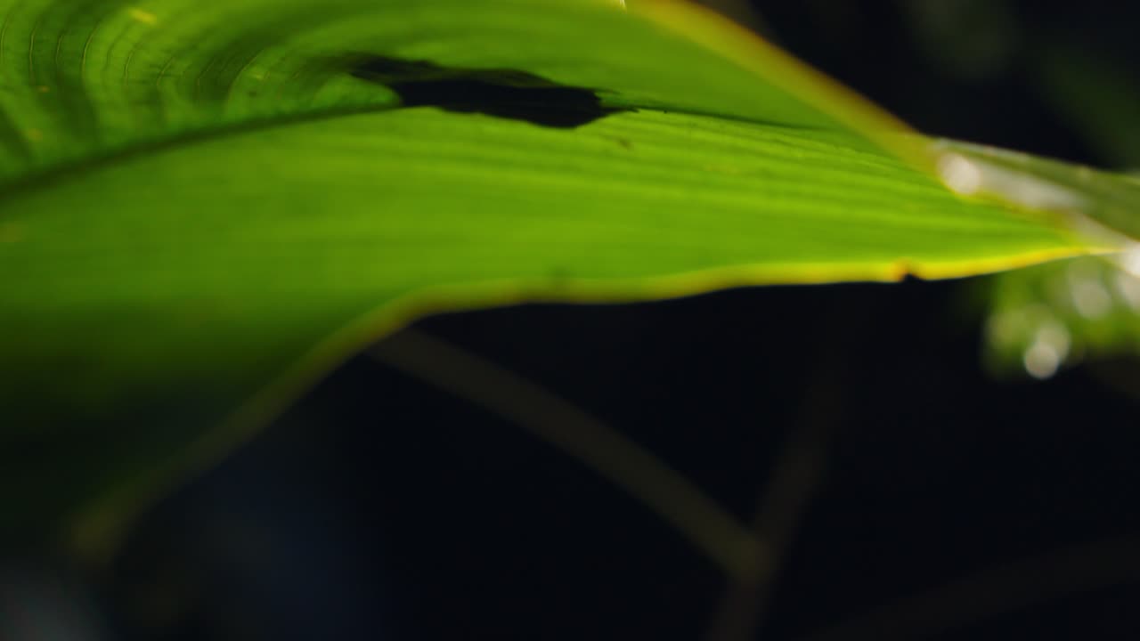 Peru’s rainforest hosts a green Hylidae frog resting on a leaf, perfectly camouflaged in nature.