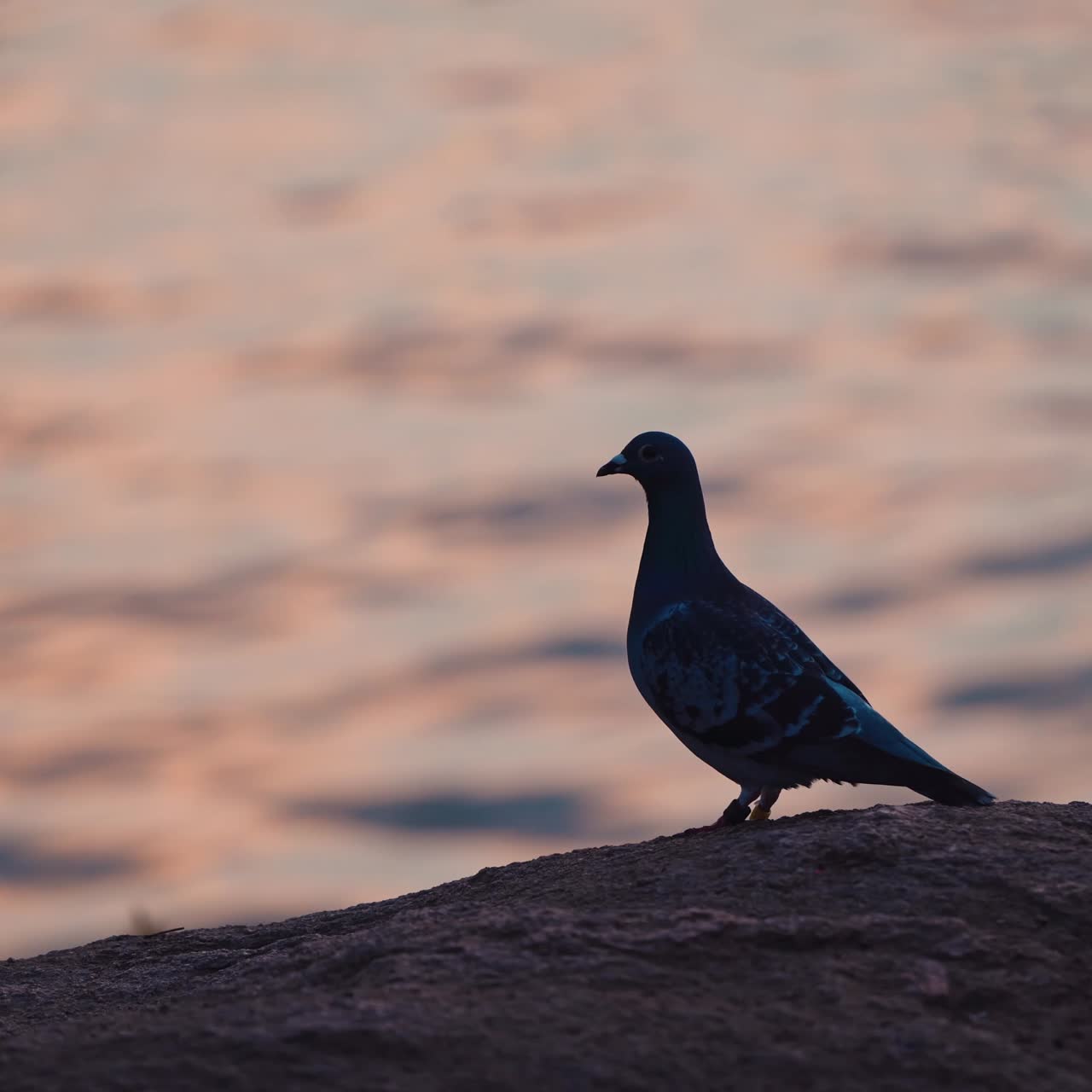Beautiful dove in the evening. Silhouette of a pigeon on the shore on the water background at sunset. Close-up.