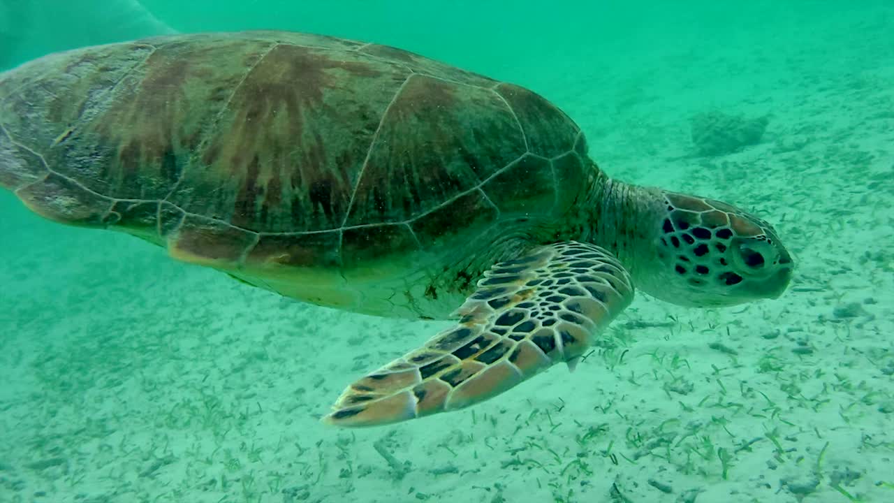 Underwater sea turtle
