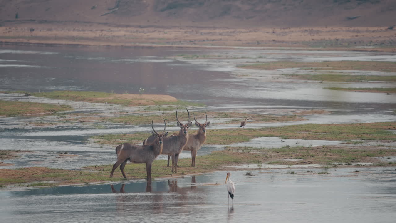 Three male waterbucks stand in the river in Gonarezhou National Park, Zimbabwe. The antelopes stare intently and look alert, surrounded by the wild African landscape