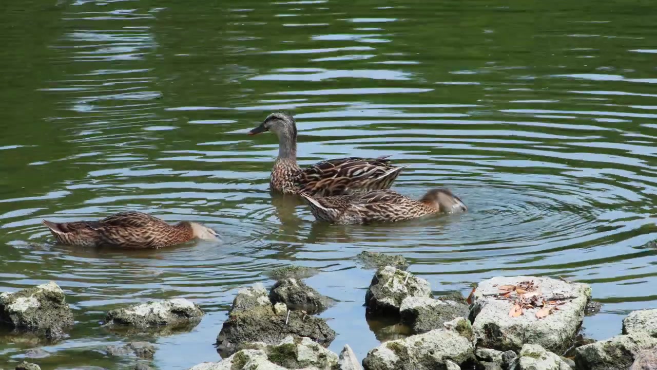 Tre anatre germano reale nuotano e cercano cibo nelle acque verdi increspate del fiume Rock a Watertown, Wisconsin, vicino a una costa rocciosa in una giornata di sole.