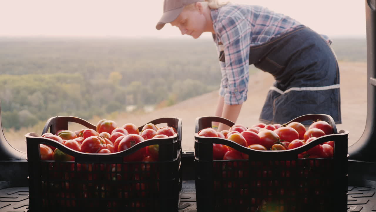 mujer agricultora pone cajas con tomates en el concepto de cosecha del maletero del coche