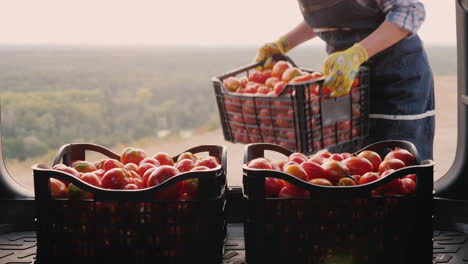 mujer agricultora pone cajas con tomates en el concepto de cosecha del maletero del coche