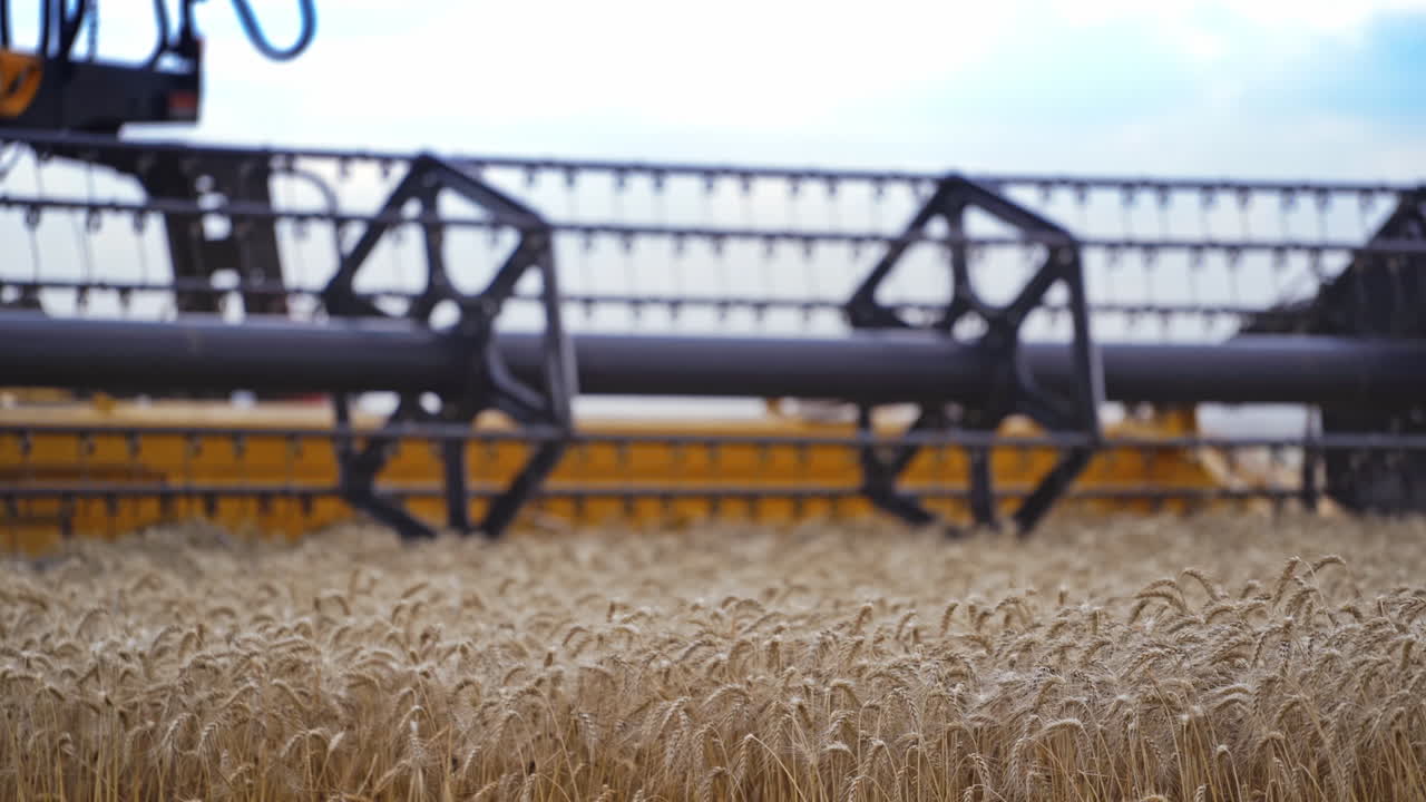 Combine Harvester Cutting Wheat. Harvester machine harvest wheat during work in field