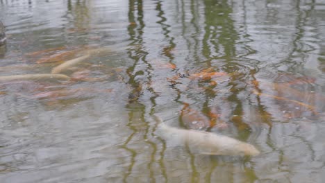 Koi-Colorido-En-Un-Estanque-De-Peces-Dentro-Del-Jardín-Japonés---Disparo-En-ángulo-Alto