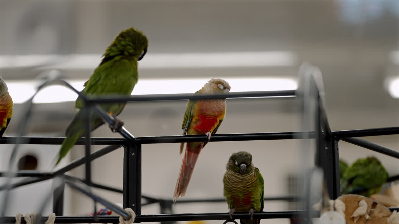 Varios periquitos se posan en silencio en una estructura metálica bajo iluminación artificial dentro de una cafetería de aves en Japón, donde se exhiben loros en cautividad como reclamo, lo que suscita preocupación por el bienestar animal.