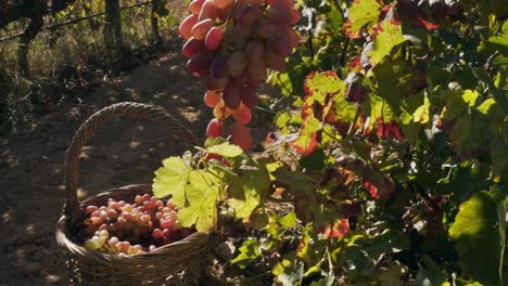 harvesting wine grapes in the vineyard at dusk