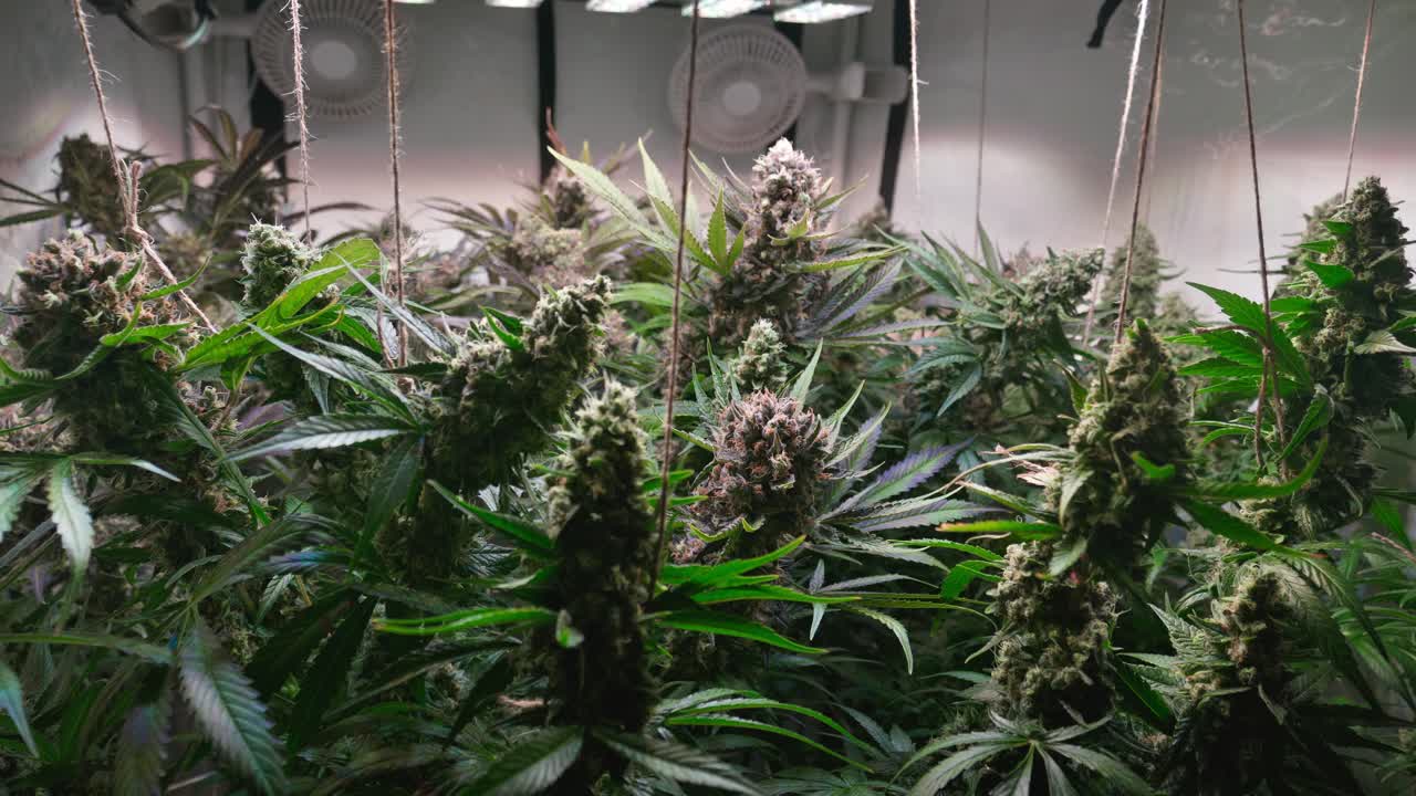 Cinematic Close-Up of Cannabis Buds with Smooth Motorized Slider Movement