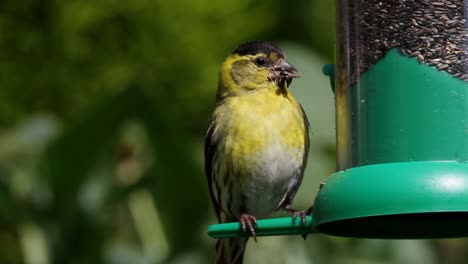 a male siskin, carduelis spinus, on garden feeder