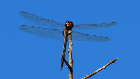 Full-frame-perched-tropical-dragonfly