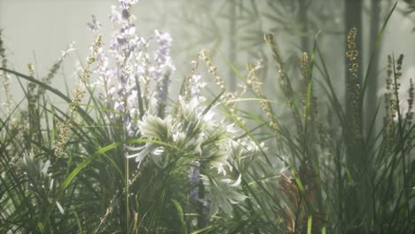 grass flower field with soft sunlight for background.