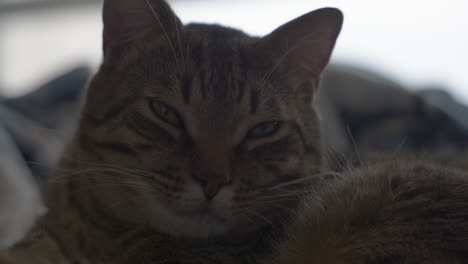 a sleepy cute tabby cat opens his eyes and then opens them