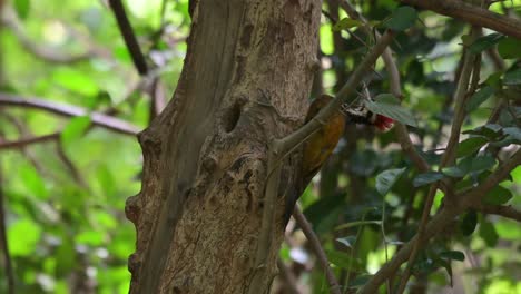 cavando en busca de comida visto desde atrás, de repente vuela hacia la derecha ya que fue asustado por otro pájaro luego regresa a la madriguera para continuar su negocio, flameback común dinopium javanense, tailandia