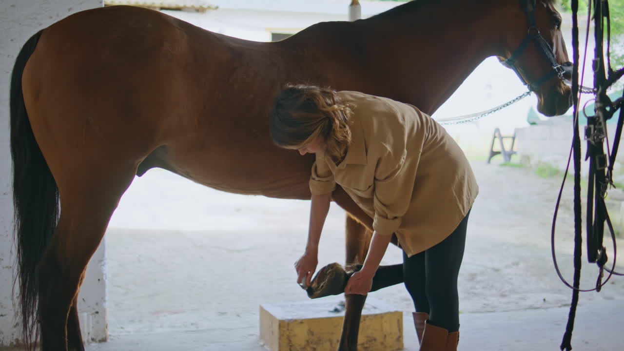 Kvinna som äger ett stall rengör hästens hovar i stallet. Kvinnlig jockey tar bort smuts från hoven
