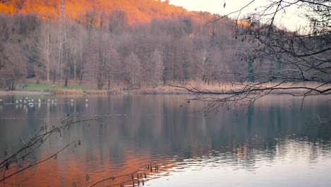 Die-Lagune-Im-Herbst-Mit-Schwimmenden-Enten-Zieht-An-Einem-Schwarm-Weißer-Vögel-Vorbei,-Der-Tief-Fliegt