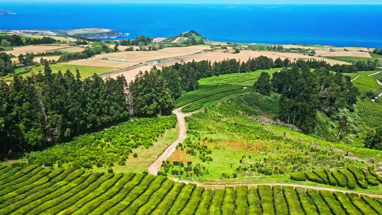 차 고레아나 차 농장의 푸른 은 푸른 대서양을 향해 어 있습니다.