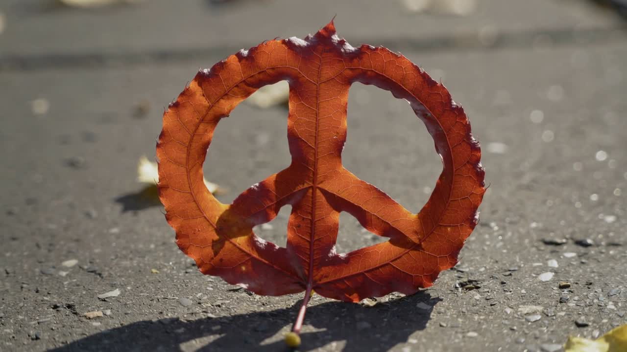 Moving camera closing on carved orange leaf standing with stem on pavement, showing peace cutout