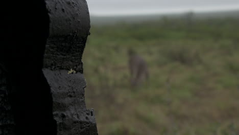 ciervo en un campo