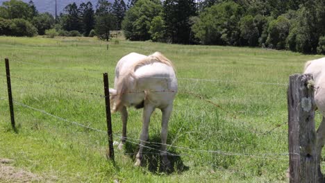 un caballo blanco se mueve y pastorea en un campo verde