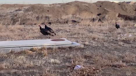pavos de la ciudad perdidos en un campo de basura