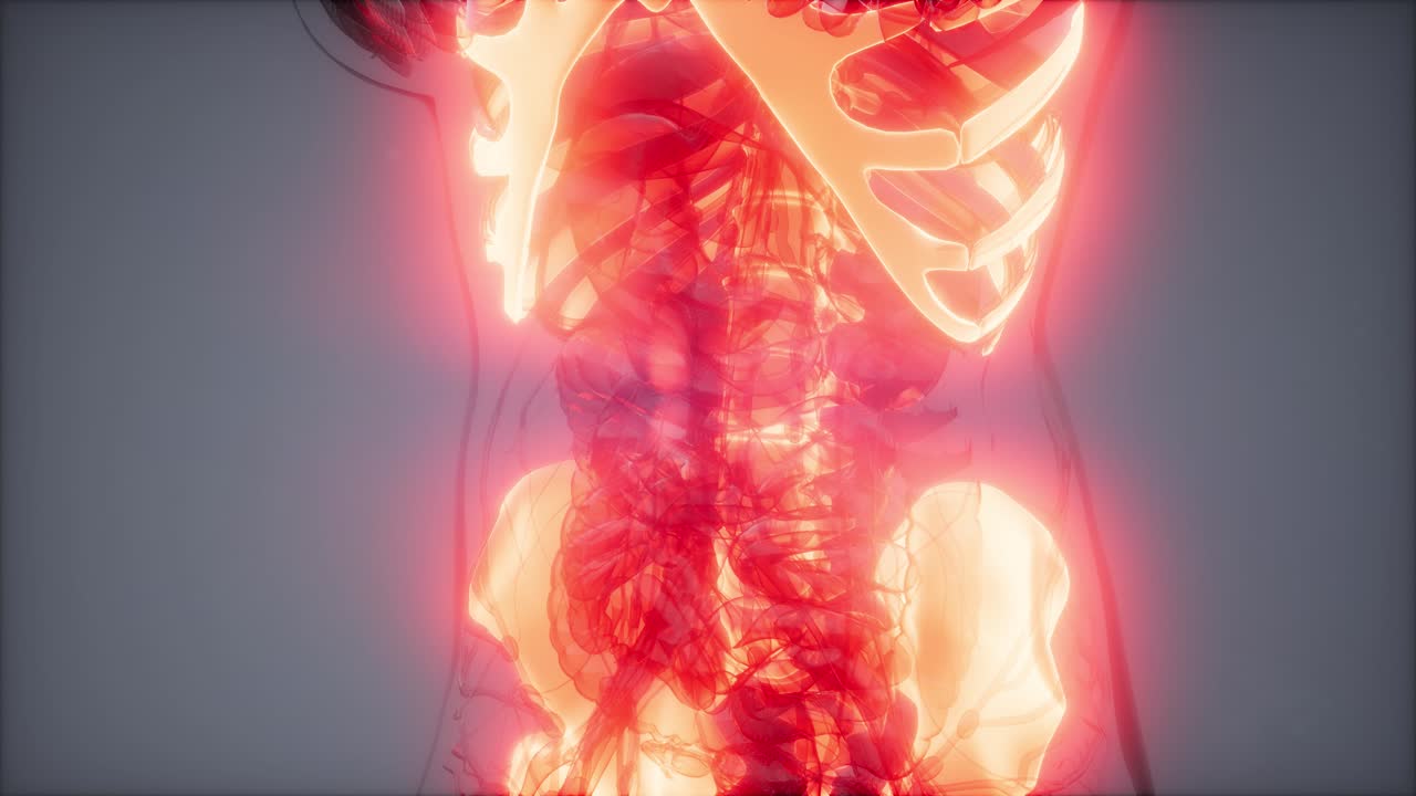 cuerpo humano transparente con huesos visibles