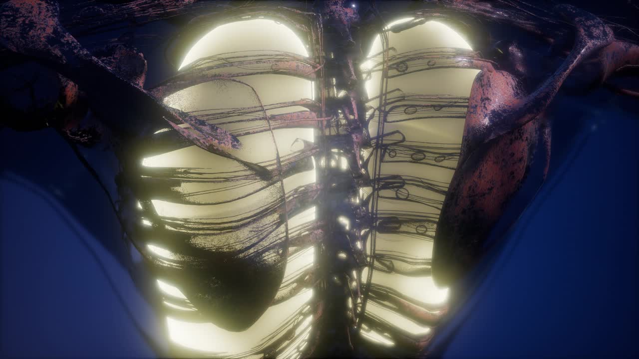 눈에 띄는 폐를 가진 인간의 몸