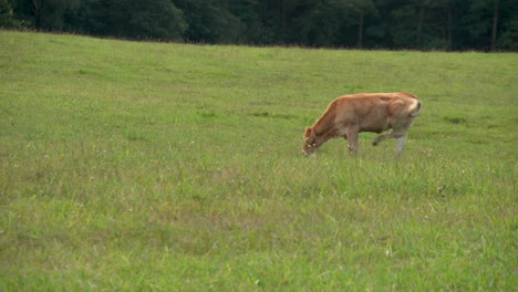 Isolated-Brown-Cattle-Grazing-On-Grassy-Terrain-At-Springtime