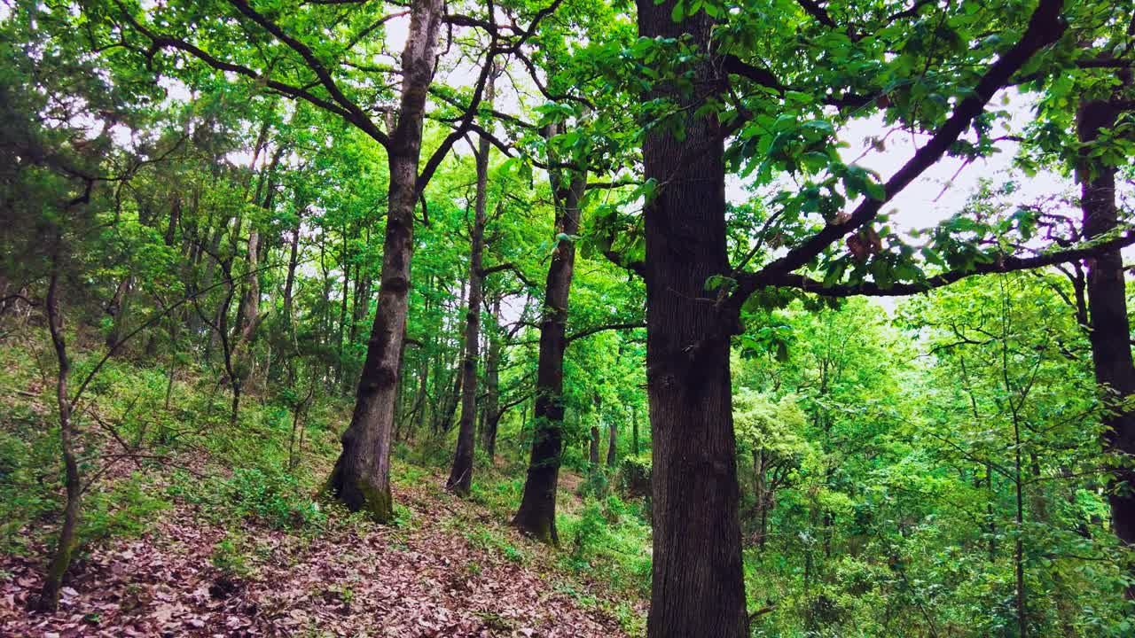 Forest Trees, Scenery spring forest, nature,tree and landscape, beautiful green forest. jijel Algeria Africa.