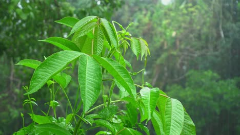 Esta-Lloviendo-En-El-Bosque