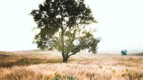 árbol-De-Otoño-Oscuro-Y-El-Campo-De-Hierba-Amarilla