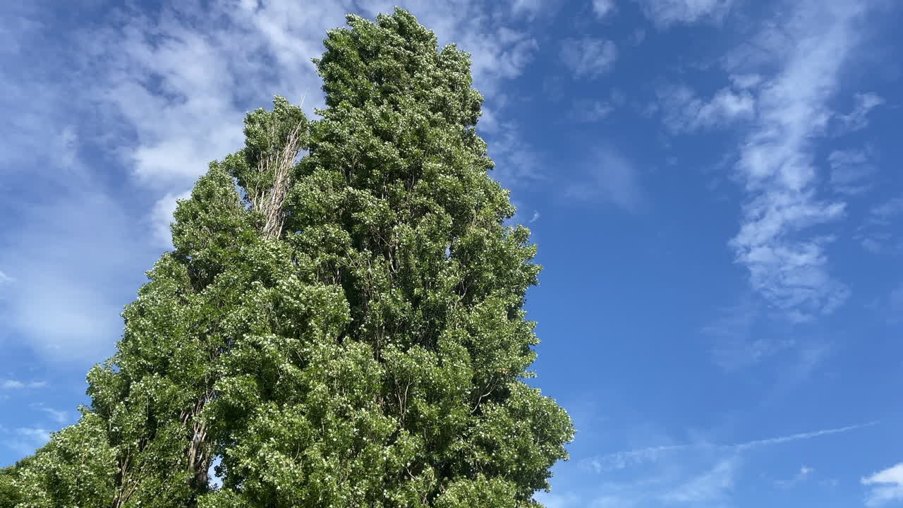 In slow motion a tall and thin Lombardy Poplar tree sways in the wind in front of a blue sky with light high cloud on a hot summer’s day