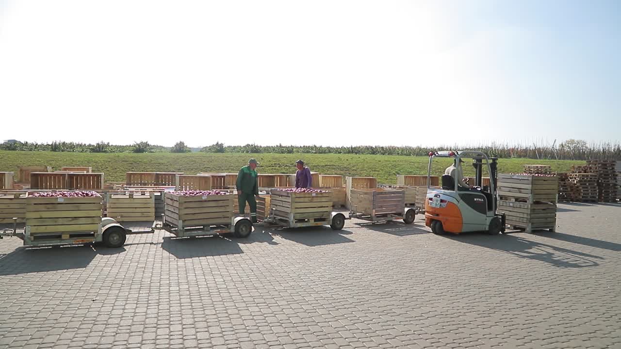 Apples transporting to industrial production. Fresh picked apple harvest in wooden bins on the farm