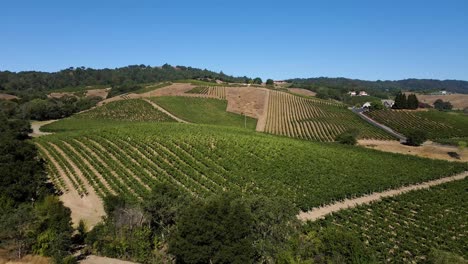 4k aerial drone footage over vineyard hills and winery in napa valley california