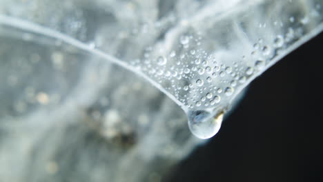 Refocusing-Macro-shot-of-water-drop-and-dead-insect-body-in-thick-white-spider-web,-static