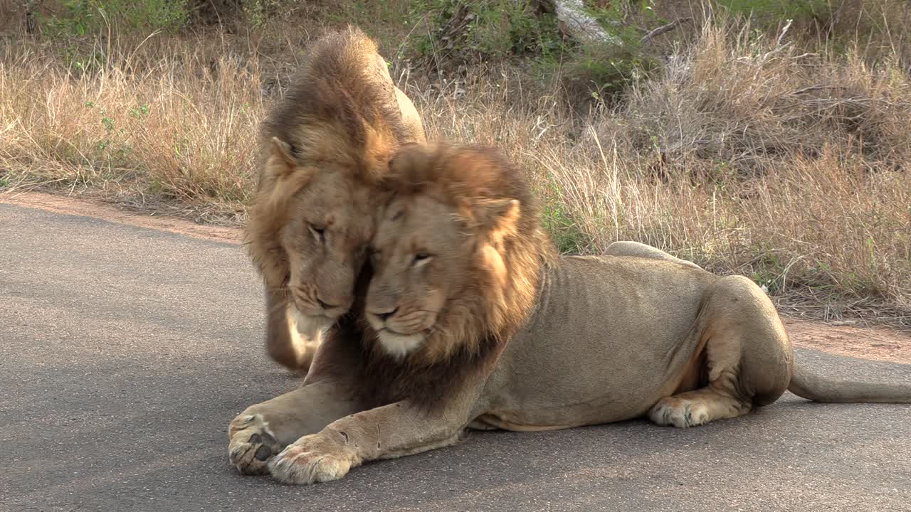 Male lions showing affection rubbing heads, strengthening their bond