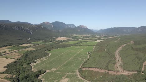 huge vineyards fill green pyrenees-orientales valley in sw france