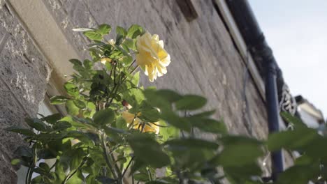 yellow rose bush growing outside a house wide shot