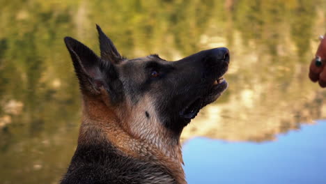 Innocent-german-shepherd-dog-looking-up-to-it's-owner-at-crystal-lake-closeup