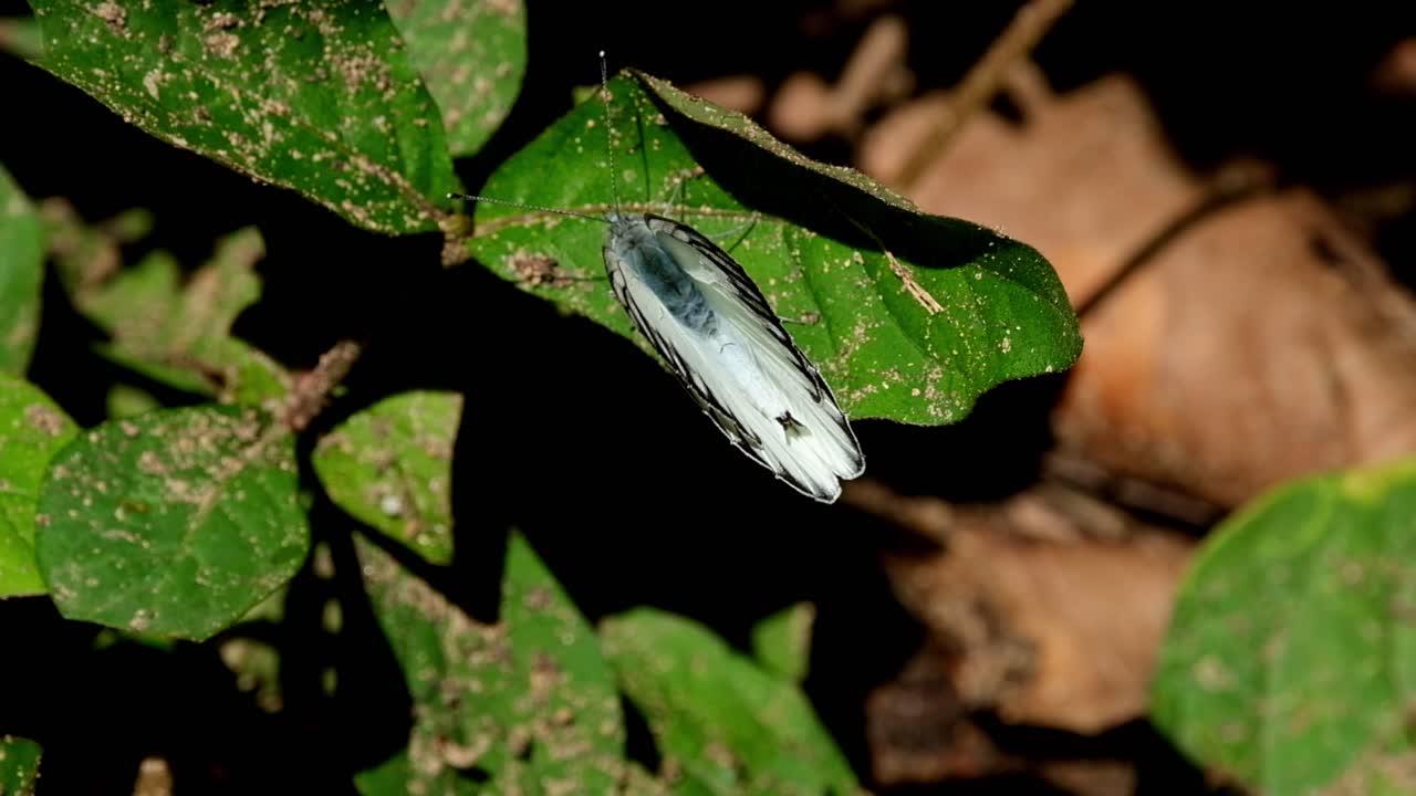 visto desde arriba con las alas cerradas mientras tomaba el sol de la mañana, el albatros rayado appias libythea, el parque nacional de kaeng krachan, tailandia