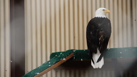 águila calva se sienta y gira la cabeza en el riel