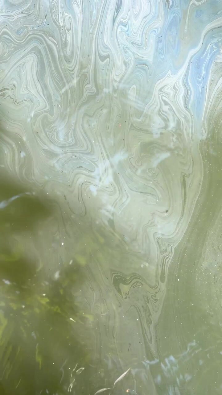 Shimmering iridescent oil film swirls slowly across the surface of contaminated murky green water