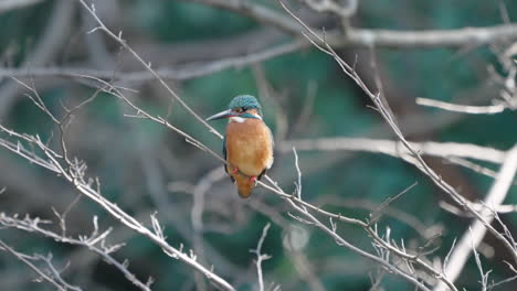 common kingfisher perching on twig of a bare tree in tokyo, japan - close up