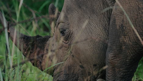 close-up of a white rhinoceros