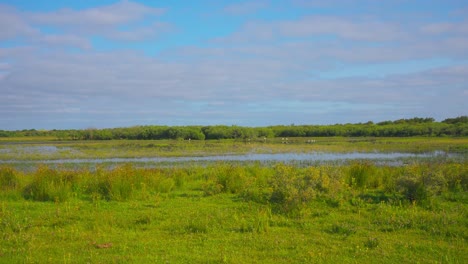 Hand-held-shot-of-birds-standing-in-the-middle-of-a-flooded-field